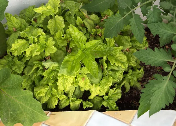 Pollio Гостевой дом 4*